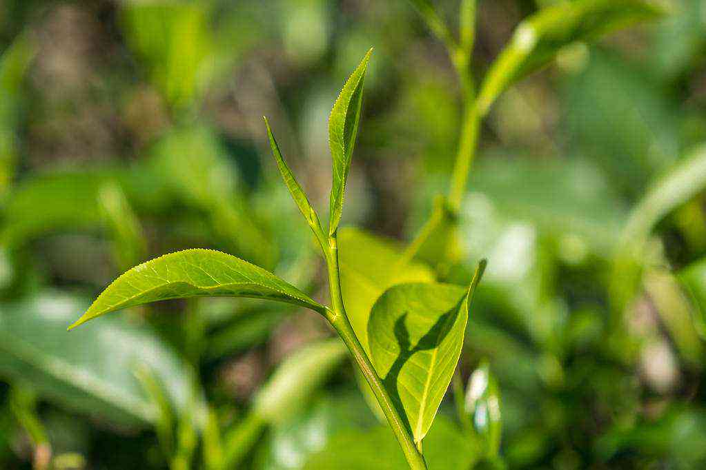 普洱茶勐库茶的香气特征及口感简介