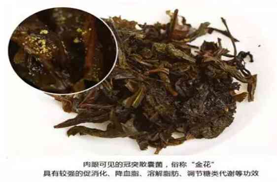 永明经典樟香普洱茶：品质越，口感独特，值得品鉴