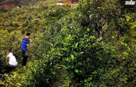 四大山头普洱茶：探索与独特味道的结合