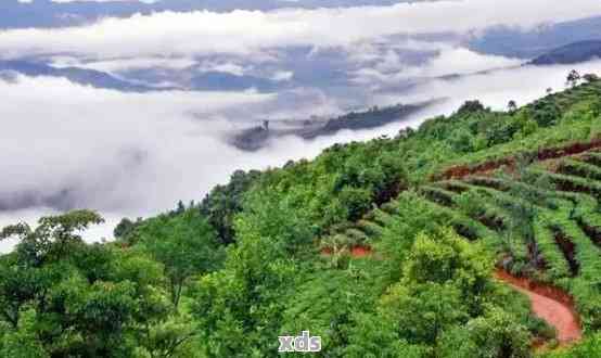 普洱茶六大山头排行榜：全面解析各山头特色与品质，助您选购优质普洱茶