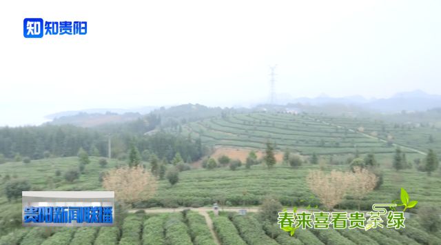 高州哪里有优质茶叶供应？探索高州茶产业的全方位指南