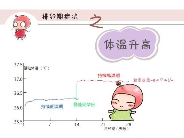 新红茶饮用时机与受孕风险：排卵期是否是饮用时间？