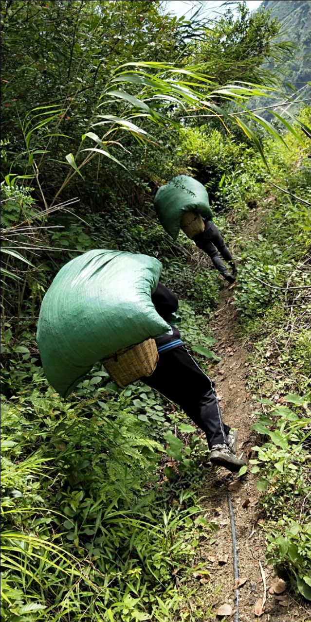 十大普洱茶口感特点全解析：品味与鉴