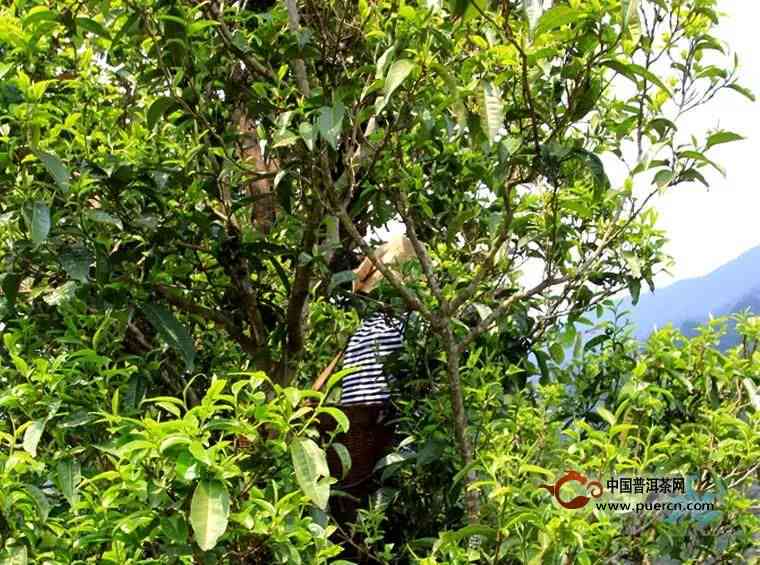 新会古树普洱茶零售价：多少钱一斤？