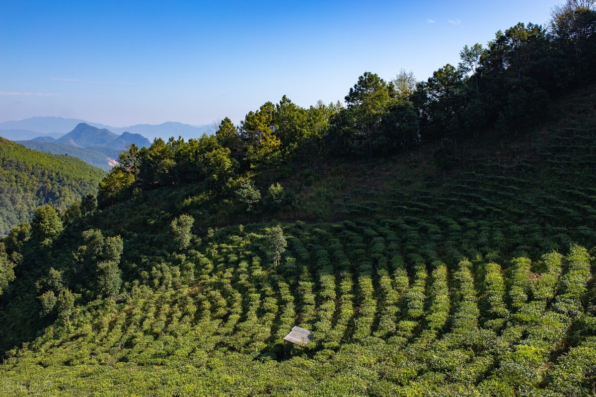 普洱茶有白色的微小虫-普洱茶有白色的微小虫还能喝吗