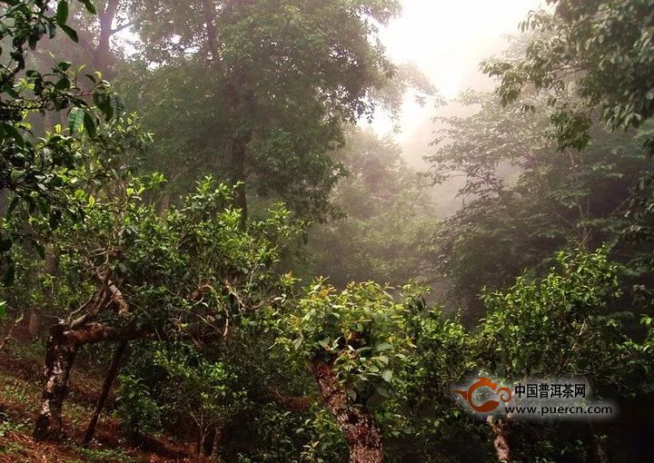 南糯山普洱茶是浓的代表吗