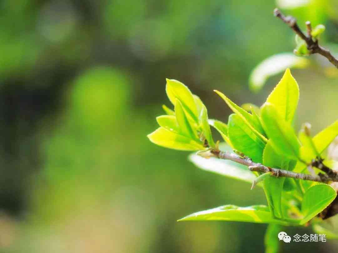 聘号普洱茶：是生普还是熟普？了解其特点与区别，以便选择最适合您的茶叶