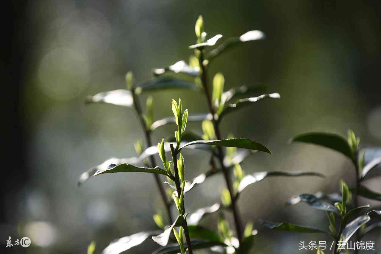 聘号普洱茶：是生普还是熟普？了解其特点与区别，以便选择最适合您的茶叶