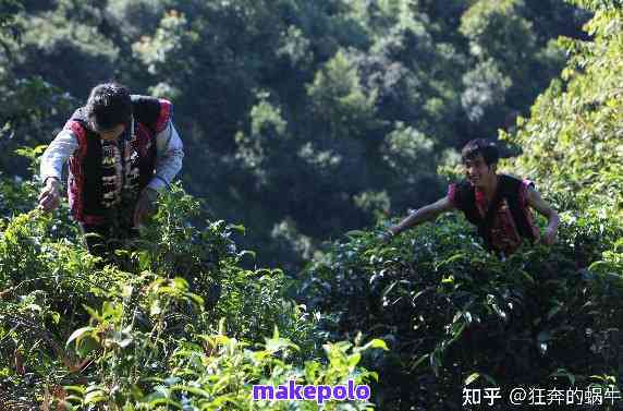 去云南山里买普洱茶好不好