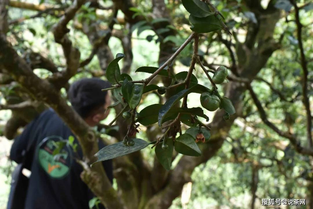 景东普洱茶特点、历与介绍——探寻普洱茶山的魅力