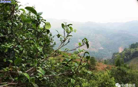 景东普洱茶特点、历与介绍——探寻普洱茶山的魅力