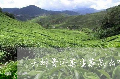 渤海大树普洱茶生茶怎么喝