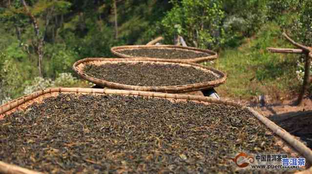 普洱茶可以拿出来晒吗？如何正确保存普洱茶？