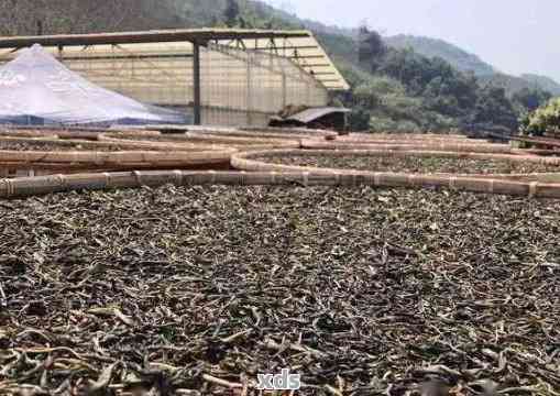 普洱茶晾晒过程中需注意的细节：时间、地点和气候因素