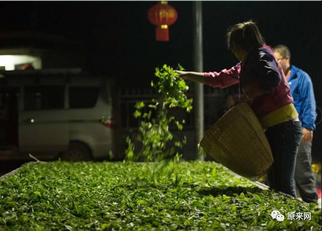 普洱茶要摊晾多长时间