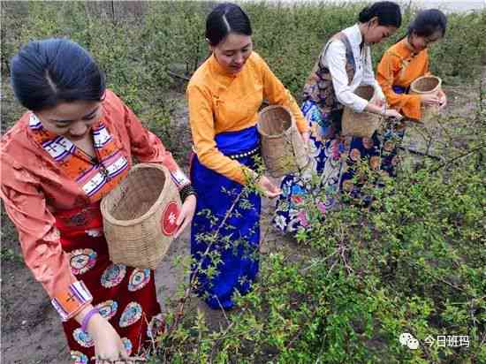 普洱茶龙珠和茶饼：哪个更适合你？比较与分析