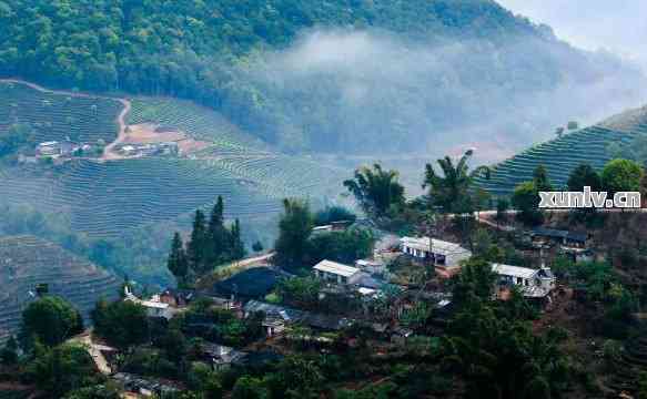 '普洱茶源生产地点：普洱茶叶生产基地'