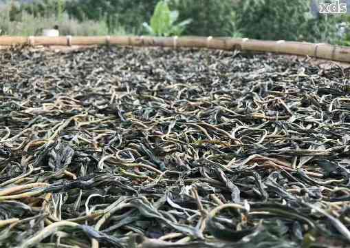 普洱茶无梗品种及适宜饮用人群：女生也可放心享用的普洱茶知识详解