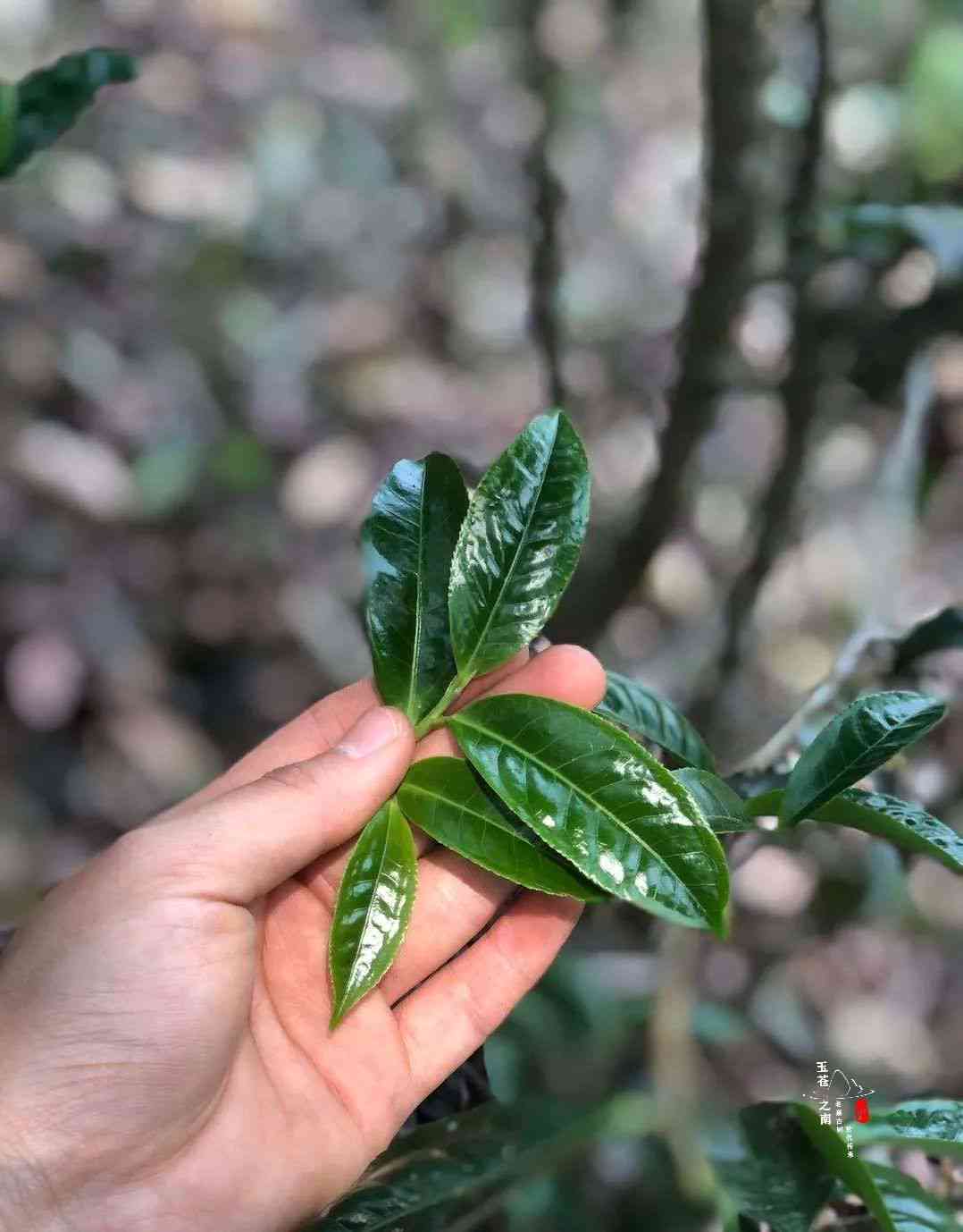 普洱茶有不带梗的吗能喝吗