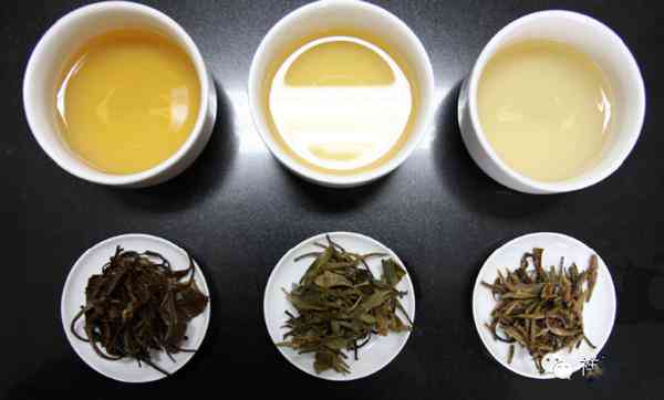 福鼎白茶与普洱茶：一场茶叶品质的较量