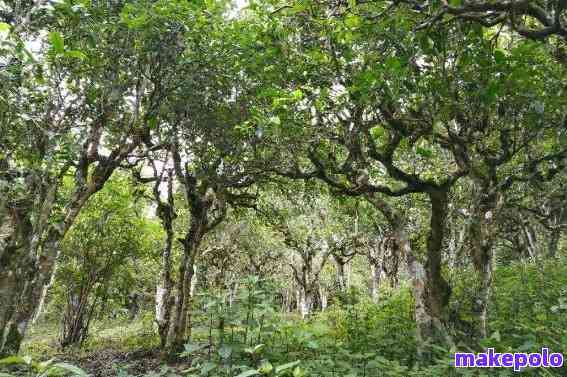 新「普洱茶古树认定标准：树龄、品种和生态环境的综合考量」