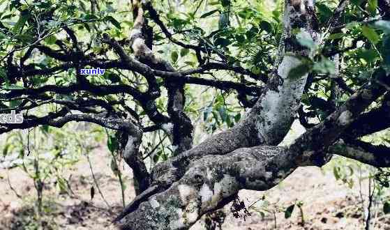 新「普洱茶古树认定标准：树龄、品种和生态环境的综合考量」