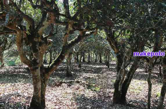 新「普洱茶古树认定标准：树龄、品种和生态环境的综合考量」