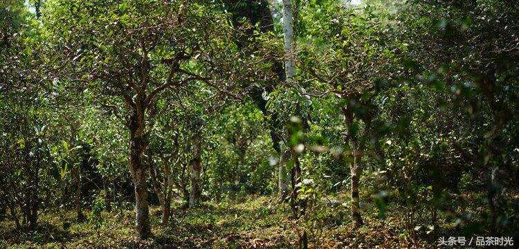 新「普洱茶古树认定标准：树龄、品种和生态环境的综合考量」