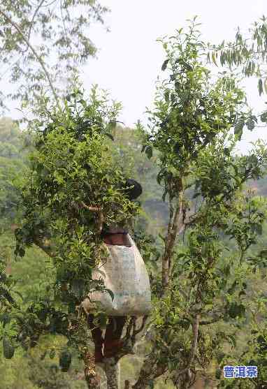 普洱茶老树多少年成熟、成材、开花、算古树，有多大？