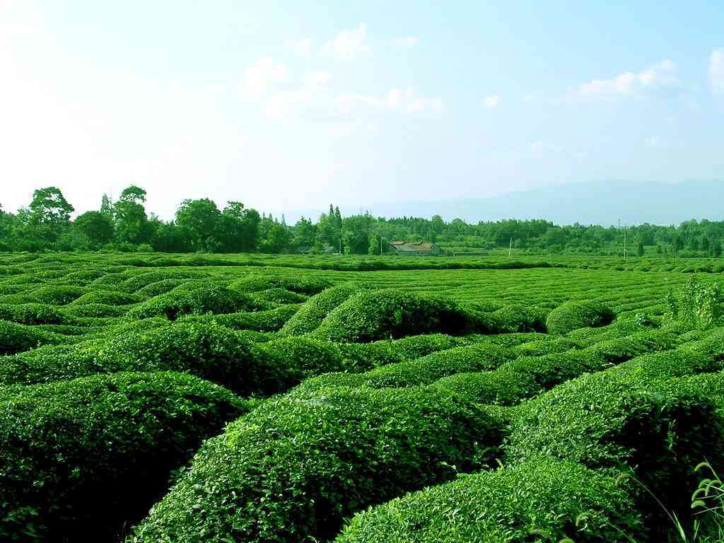 普洱茶四大形态是什么意思？ 四大茶区特点与品类概述