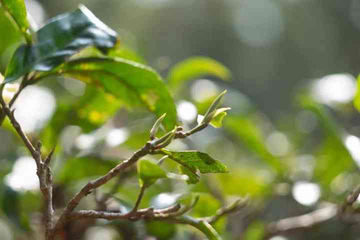 普洱茶四大形态是什么意思？ 四大茶区特点与品类概述