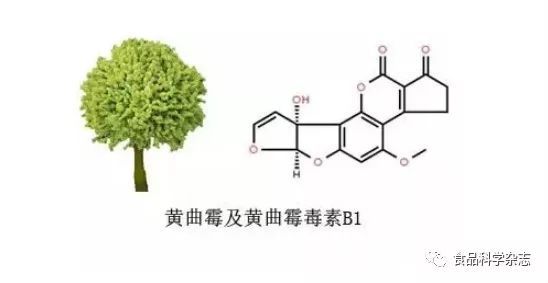 熟普洱茶中的黄曲霉素：安全性与去除方法