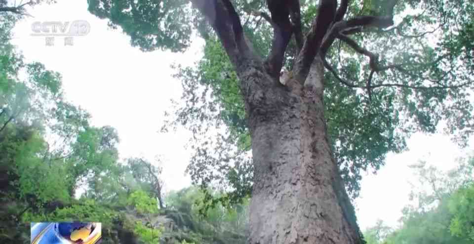 探寻千年古树上的普洱茶品种：一场跨越时空的茶文化之旅