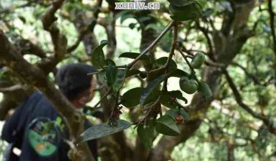 探究普洱茶中不为人知的历秘密：千年古树的影响力及其独特的香气与口感