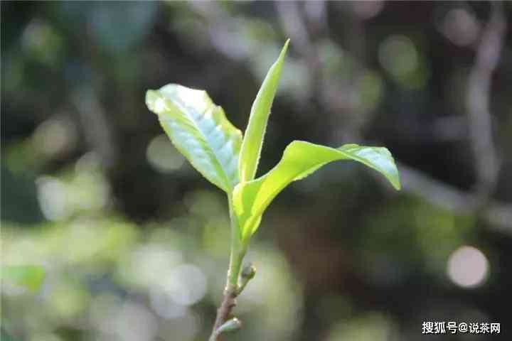 普洱茶单株茶：从何而来，何时流行？