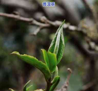 普洱茶单株茶：从何而来，何时流行？