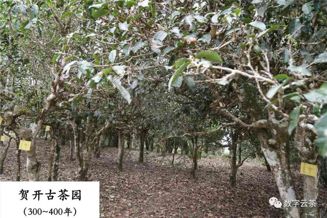 一棵单株普洱茶价格多少钱