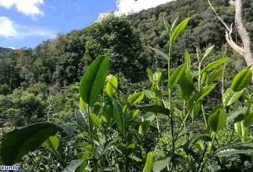 如何利用普洱茶饼进行花草种植？步骤与技巧详解