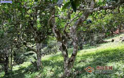 千年古树和普洱茶区别在哪