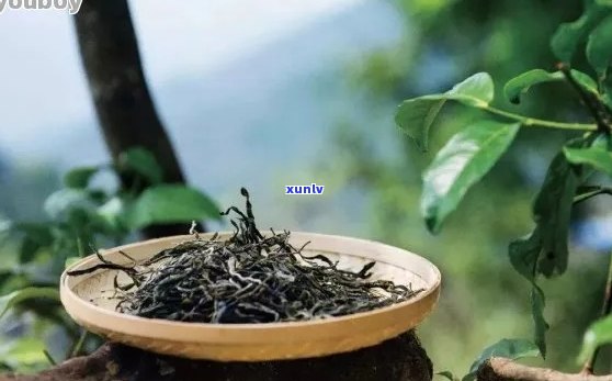 千年古树普洱茶纯料：揭秘其独特材质与品质