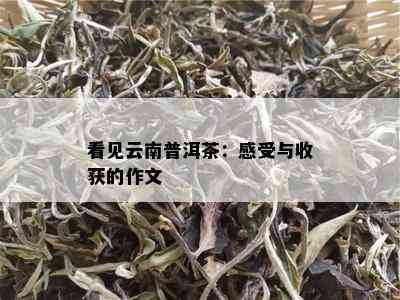 之一次品尝云南普洱茶的心路历程——500字感受作文