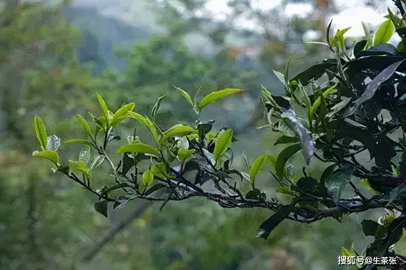 普洱茶山头的香甜茶叶品种及其特点：全面解析与对比