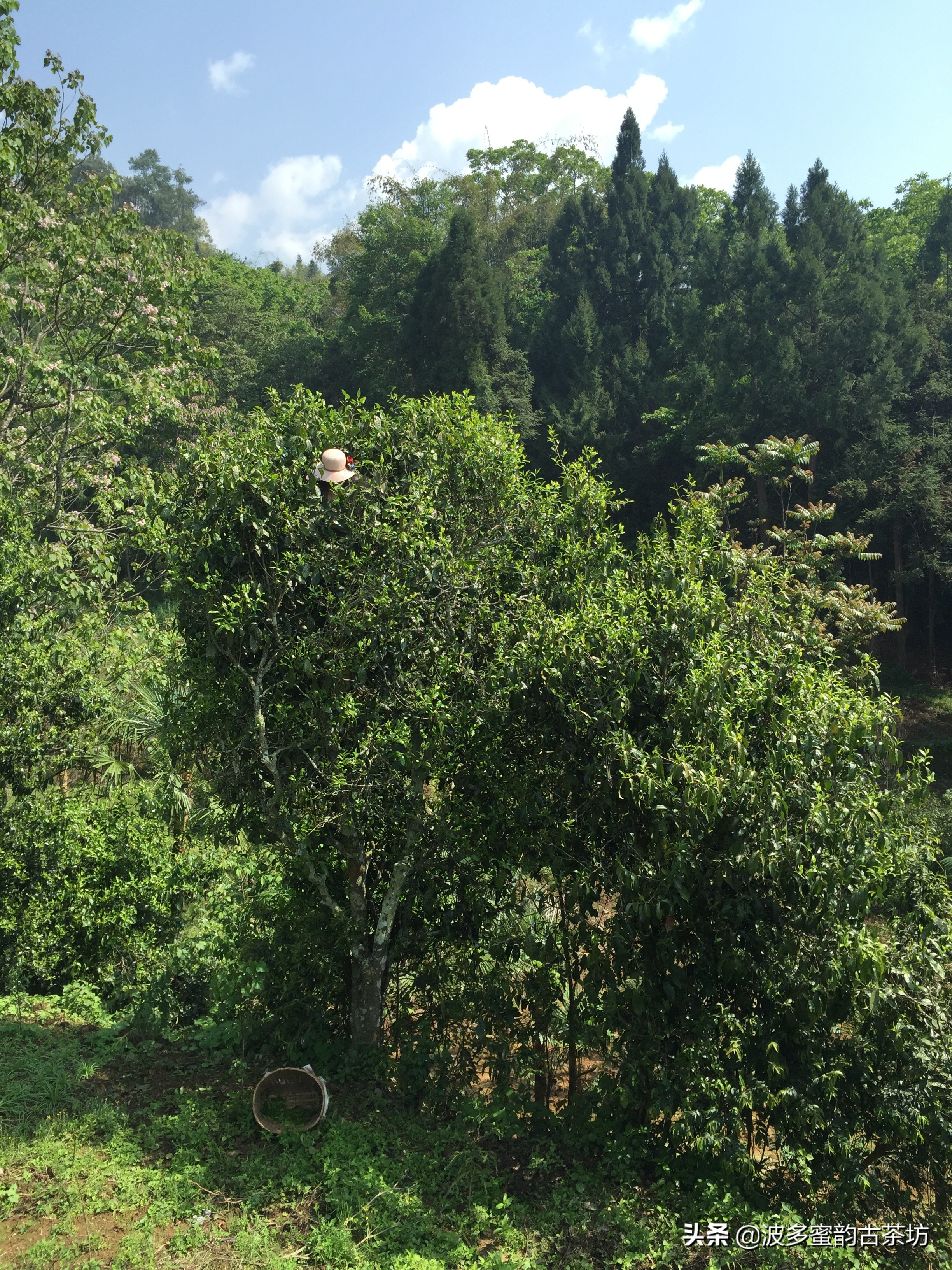 香甜的普洱茶山头是什么茶