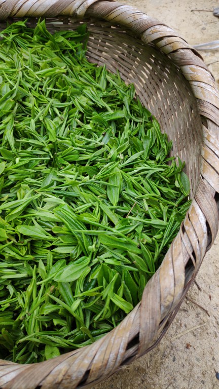 香甜的普洱茶山头是什么茶