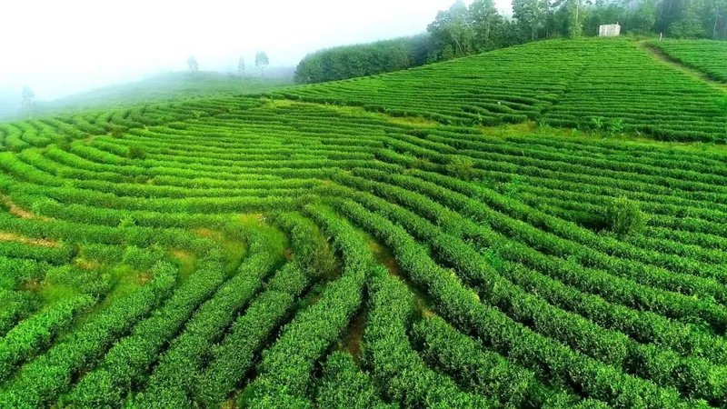 热带雨林中的茶香之旅：探索西双版纳的特色饼云茶