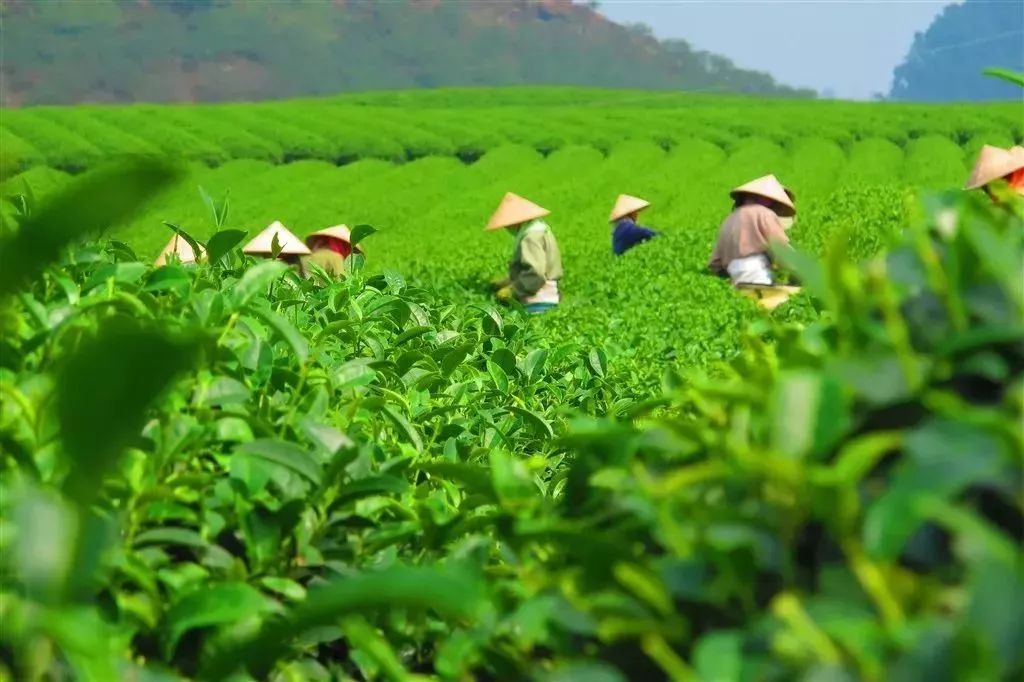 西双版纳云滇茶业：探索世界一流的茶叶生产与品质保障