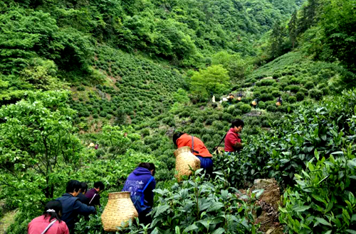 西双版纳云滇茶业：探索世界一流的茶叶生产与品质保障