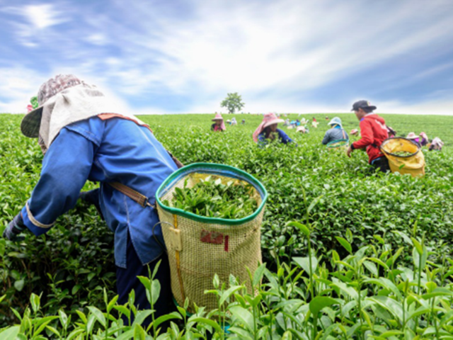 西双版纳云滇茶业：探索世界一流的茶叶生产与品质保障