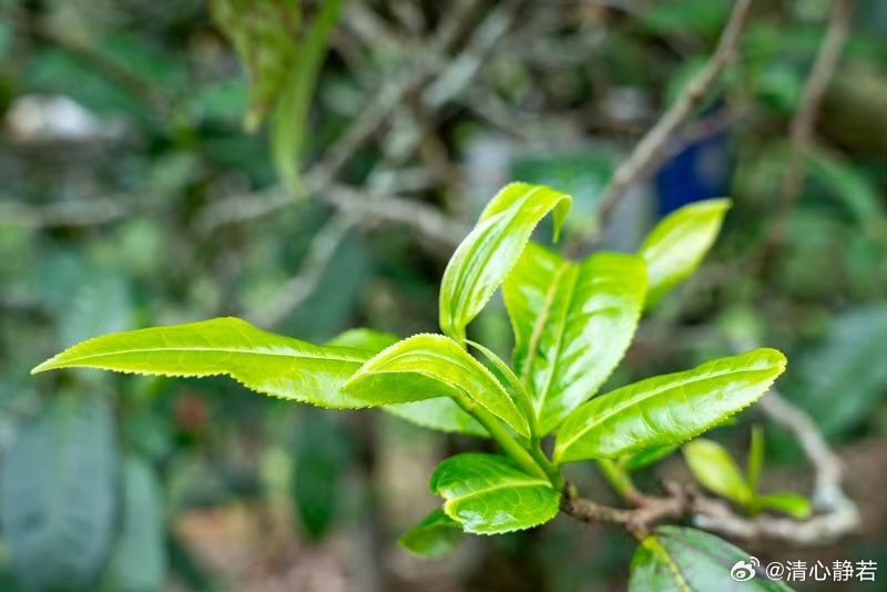 西双版纳特色云青茶叶，源自大自然的纯净之源