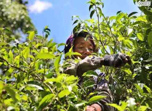 云南西双版纳茶叶：从茶叶种植到品质保证，全面解答您的疑问与需求